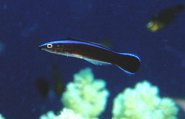 Labroides dimidiatus (Labride dottore)